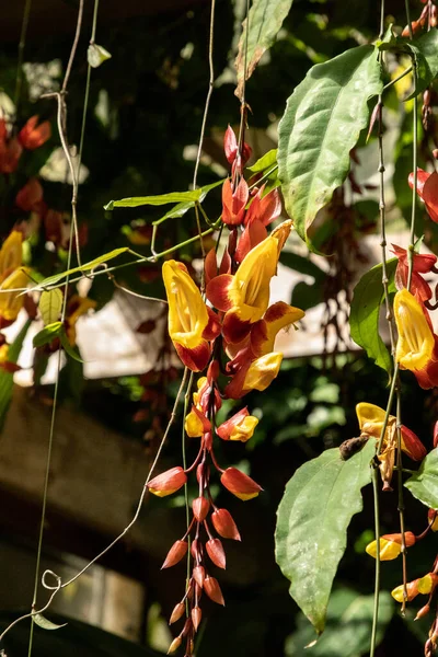 Yellow and red clock vine flowers thunbergia mysorensis hang in a tropical botanical garden.