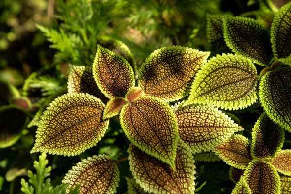 Urticaceae Pilea Moon Valley Panamiga Amistad Planta Fondo Con Hojas — Foto de Stock