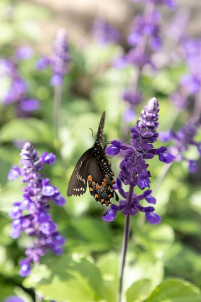 Palamedes Swallowtail Mariposa Papilio Palamedes Jardín Mariposas Primavera Sarasota Florida — Foto de Stock