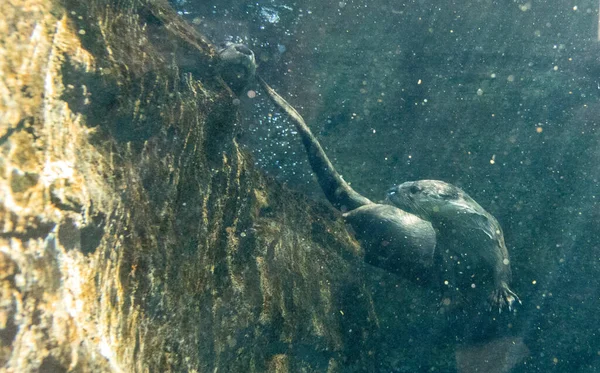 Річка Otter Lontra Canadensis Брати Сестри Грають Воді Річки Навесні — стокове фото
