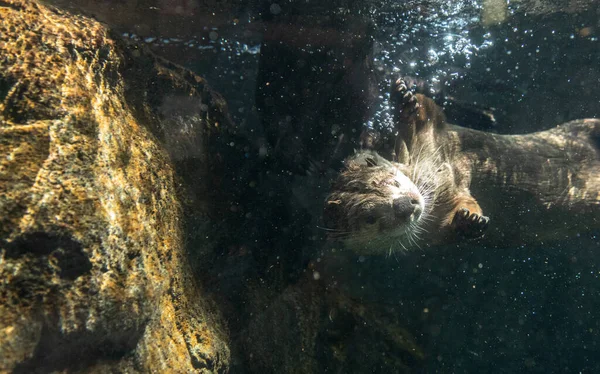 River Otter Lontra Canadensis Hermanos Jugando Río Agua Primavera —  Fotos de Stock