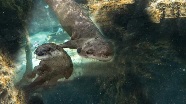 River Otter Lontra Canadensis Hermanos Jugando Río Agua Primavera —  Fotos de Stock