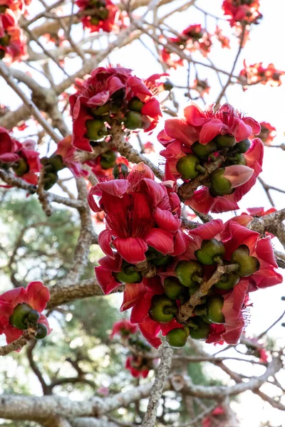 Vörös Selyem Pamut Virágok Bombax Ceiba Található Ausztráliában Ázsiában — Stock Fotó