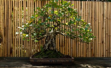 Üçgen incir ağacı Ficus triangularis bonsai ağacı botanik bahçesinde yetişir..