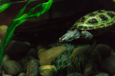 Uzun boyunlu Diamondback terrapin Malaclemys terrapin kaplumbağa merakla sudan.