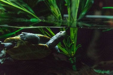 Uzun boyunlu Diamondback terrapin Malaclemys terrapin kaplumbağa merakla sudan.