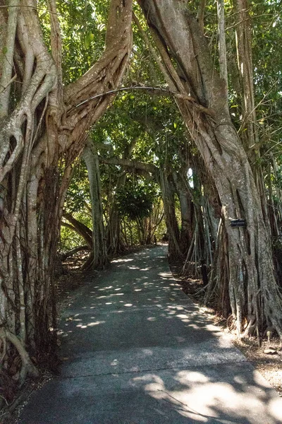 Strangler Fig Tree Path Ficus Aurea Grow South West Florida — Stock Photo, Image