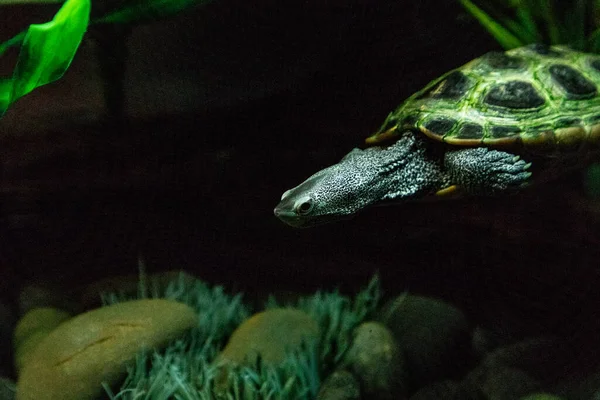 Diamondback Terrapin Malaclemys Tartaruga Terrapin Com Longo Pescoço Pares Curiosamente — Fotografia de Stock