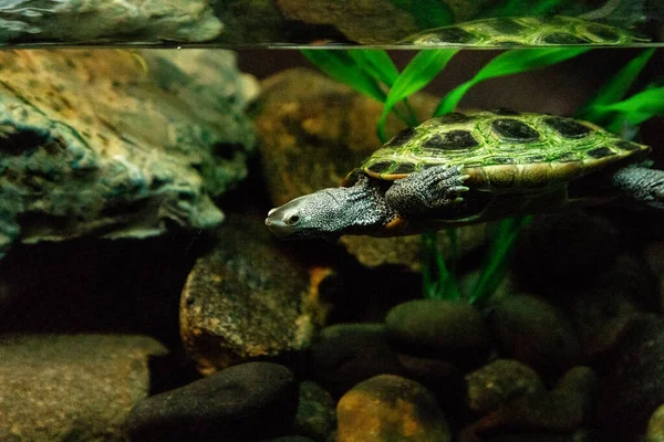 Diamondback Želva Malaclemys Želva Dlouhým Hrdlem Který Podivně Vody — Stock fotografie