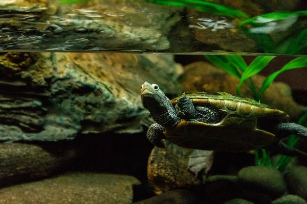 Diamondback Terrapina Malaclemys Tortuga Terrapina Con Cuello Largo Compañeros Curiosamente — Foto de Stock