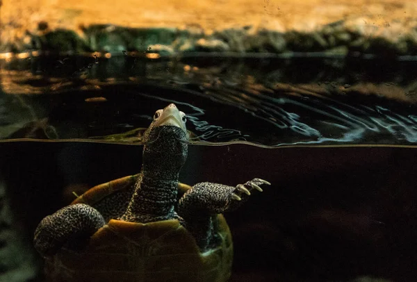 Diamondback Želva Malaclemys Želva Dlouhým Hrdlem Který Podivně Vody — Stock fotografie