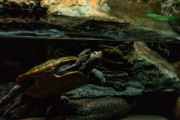 Diamantschildkröte Malaclemys Schildkröte Mit Langem Hals Blickt Neugierig Aus Dem — Stockfoto