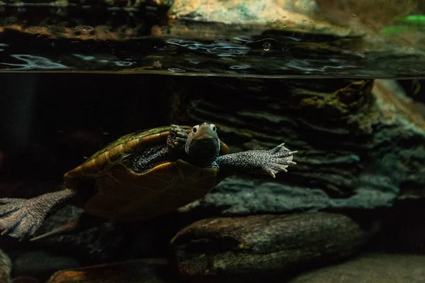 Diamondback Terrapin Malaclemys Tartaruga Terrapin Com Longo Pescoço Pares Curiosamente — Fotografia de Stock