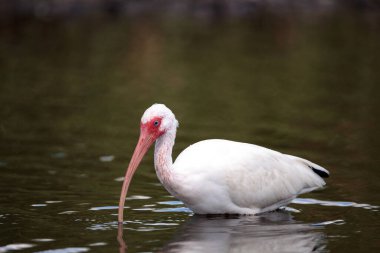 Beyaz aynak kuşu Eudocimus albusu bataklıktan geçer ve Florida, Sarasota 'daki Myakka Nehri' nde yiyecek arar..