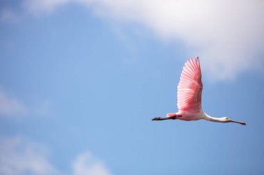 Uçan bir gül kaşık gagalı kuşun pembe kanatları. Platalea ajaja yemek için Florida, Sarasota 'daki Myakka Nehri' nde bir bataklığın üzerinde süzülüyor..