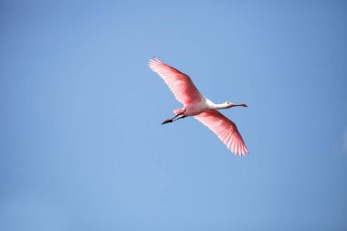 Uçan bir gül kaşık gagalı kuşun pembe kanatları. Platalea ajaja yemek için Florida, Sarasota 'daki Myakka Nehri' nde bir bataklığın üzerinde süzülüyor..