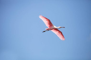 Pink spread wings of a flying roseate spoonbill bird Platalea ajaja gliding over a marsh for food in the Myakka River in Sarasota, Florida. clipart