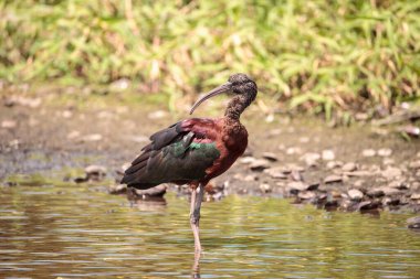 Pırıl pırıl Plegadis Falcinellus bataklıkta yürür ve Florida, Sarasota 'daki Myakka Nehri' nde yiyecek arar..