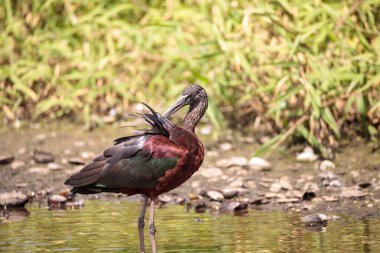 Pırıl pırıl Plegadis Falcinellus bataklıkta yürür ve Florida, Sarasota 'daki Myakka Nehri' nde yiyecek arar..