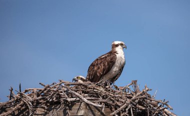 Erkek balık avı kuşu Pandion haliaetus Sarasota, Florida 'daki Myakka Nehri' nin yukarısında bir yuvada.