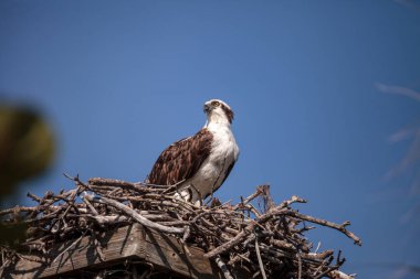 Erkek balık avı kuşu Pandion haliaetus Sarasota, Florida 'daki Myakka Nehri' nin yukarısında bir yuvada.