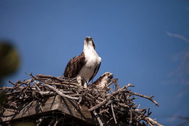 Florida, Sarasota 'daki Myakka Nehri' nin yukarısındaki bir yuvada dişi ve erkek balık kartalı Pandion haliaetus..