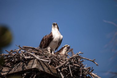Female and Male pair of osprey bird Pandion haliaetus in a nest high above the Myakka River in Sarasota, Florida. clipart
