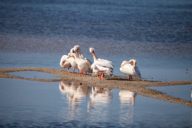 White pelican bird Pelecanus erythrorhynchos in a marsh along the Ding Darling Wildlife Preserve on Sanibel Island, Florida clipart