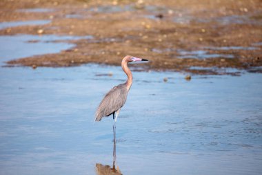 Kızılımsı balıkçıl Egretta rufescens yansıması ile Sarasota, Florida 'daki Myakka Nehri' nde