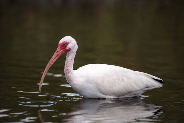 Weißer Ibisvogel Eudocimus Albus Watet Durch Einen Sumpf Und Sucht — Stockfoto