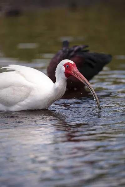 Oiseau Ibis Blanc Eudocimus Albus Erre Dans Marais Cherche Nourriture — Photo