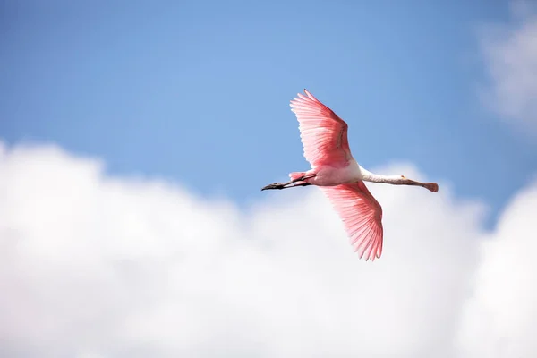 Розовый Расправил Крылья Летающей Розовой Ложечной Птицы Platalea Ajaja Скользящей — стоковое фото