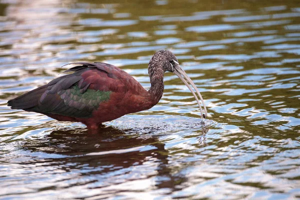 Glänzender Ibis Plegadis Falcinellus Watet Durch Einen Sumpf Und Sucht — Stockfoto