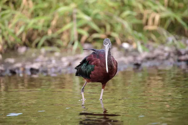 佛罗里达州萨拉索塔市Myakka河的Glossy Ibis Plegadis Falcinellus艰难地穿过沼泽地 — 图库照片