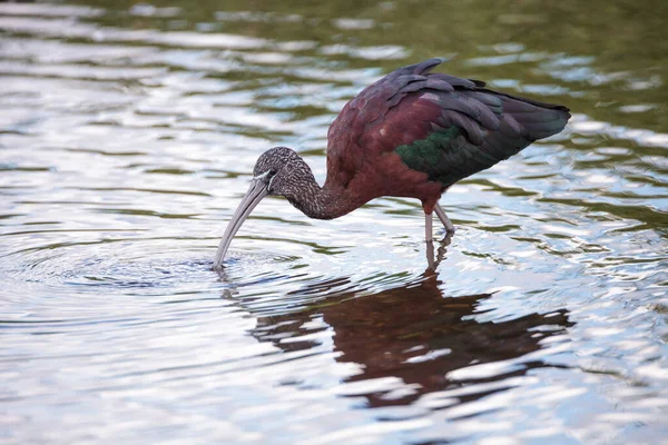 Pırıl Pırıl Plegadis Falcinellus Bataklıkta Yürür Florida Sarasota Daki Myakka — Stok fotoğraf