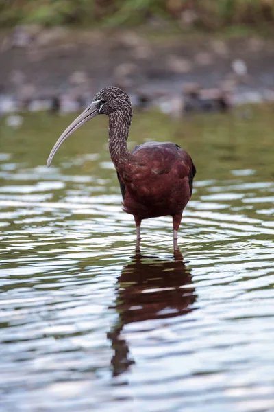 Brillante Ibis Plegadis Falcinellus Vadea Través Pantano Forrajes Para Comida — Foto de Stock