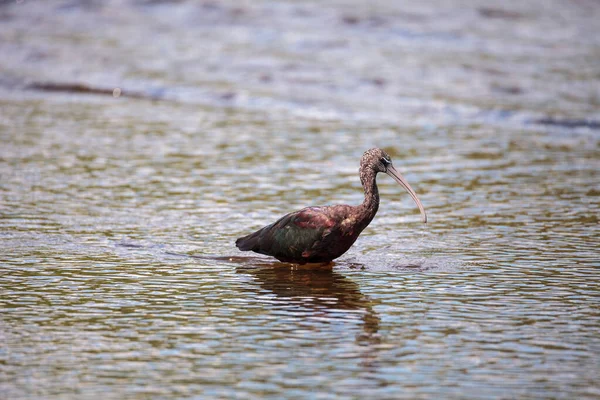 Glossy Ibis Plegadis Falcinellus Wades Marsh Forages Food Myakka River — Stock Photo, Image