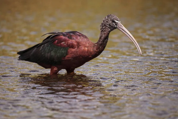 Brillante Ibis Plegadis Falcinellus Vadea Través Pantano Forrajes Para Comida — Foto de Stock