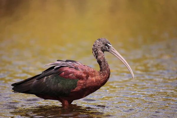 Brillante Ibis Plegadis Falcinellus Vadea Través Pantano Forrajes Para Comida — Foto de Stock