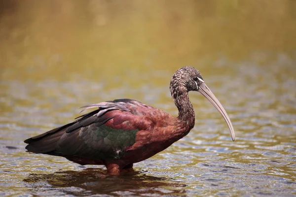 Brillante Ibis Plegadis Falcinellus Vadea Través Pantano Forrajes Para Comida — Foto de Stock