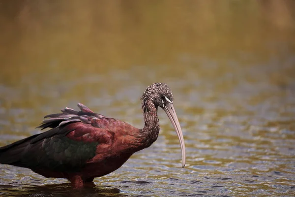 Brillante Ibis Plegadis Falcinellus Vadea Través Pantano Forrajes Para Comida — Foto de Stock