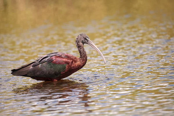 Brilhante Ibis Plegadis Falcinellus Atravessa Pântano Procura Comida Rio Myakka — Fotografia de Stock