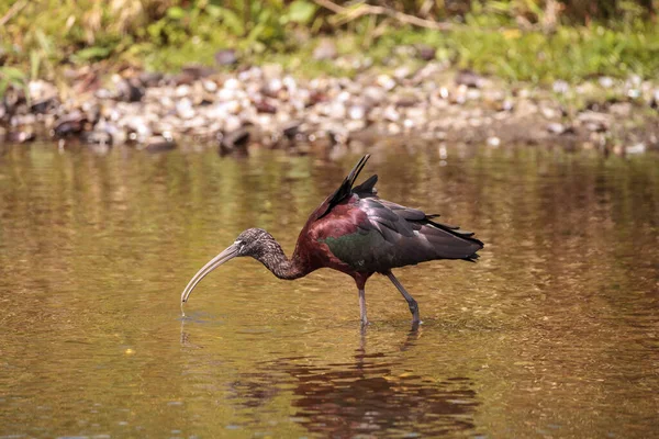 Pırıl Pırıl Plegadis Falcinellus Bataklıkta Yürür Florida Sarasota Daki Myakka — Stok fotoğraf