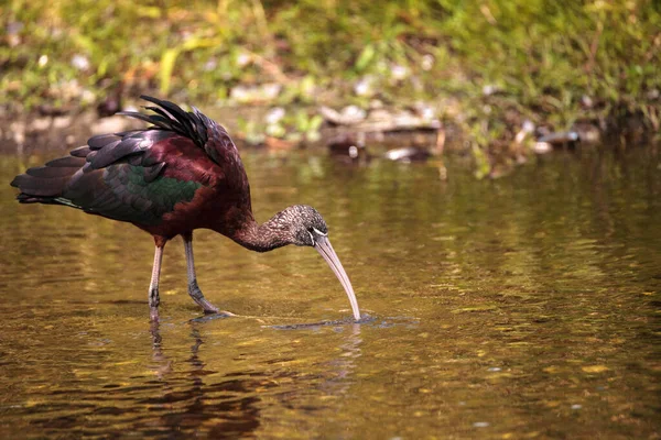 Brillante Ibis Plegadis Falcinellus Vadea Través Pantano Forrajes Para Comida — Foto de Stock