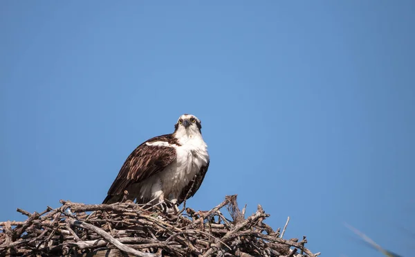 Manlig Osprey Fågel Pandion Haliaetus Ett Högt Över Myakka Floden — Stockfoto