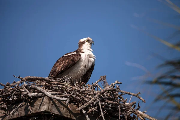 Männlicher Fischadler Pandion Haliaetus Einem Nest Hoch Über Dem Myakka — Stockfoto