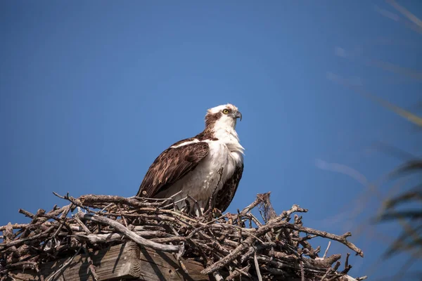 Männlicher Fischadler Pandion Haliaetus Einem Nest Hoch Über Dem Myakka — Stockfoto