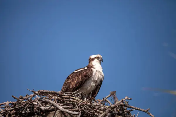 佛罗里达州萨拉索塔市Myakka河上空的一个鸟巢中 雄性猎食鸟Pandion Haliaetus — 图库照片