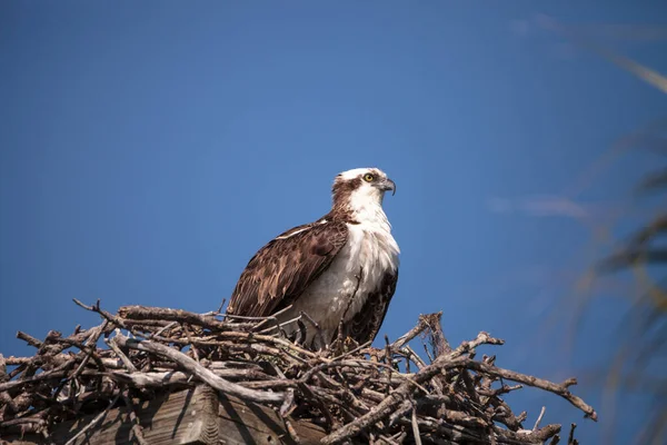 Männlicher Fischadler Pandion Haliaetus Einem Nest Hoch Über Dem Myakka — Stockfoto