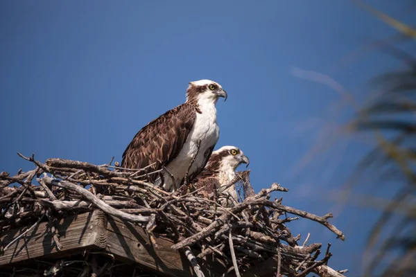 Kvinnliga Och Manliga Par Osprey Fågel Pandion Haliaetus Ett Högt — Stockfoto